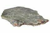 Polished Stromatolite (Baicalia) Slab - Australia #208189-6